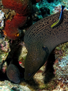 Gymnothorax flavimarginatus, Gymnothorax javanicus, Labroides dimidiatus