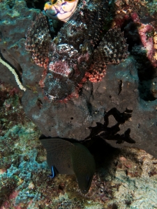 Scorpaenopsis oxycephala, Gymnothorax javanicus, Labroides dimidiatus