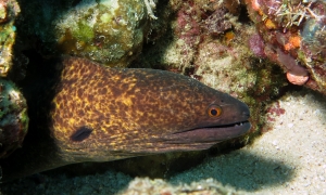 Gymnothorax flavimarginatus