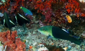 Hemigymnus melapterus, Labroides dimidiatus, Thalassoma lunare