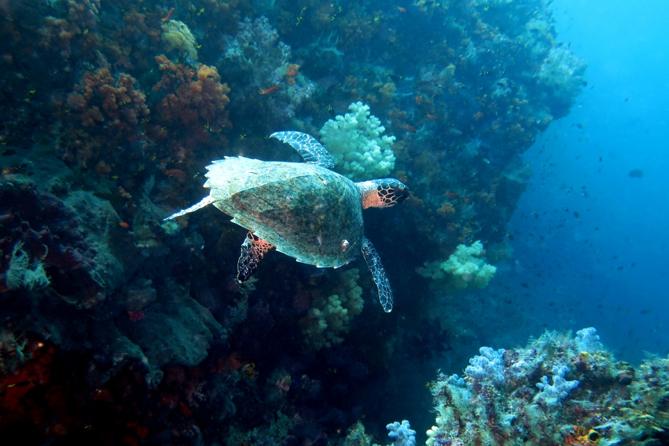 Eretmochelys imbricata