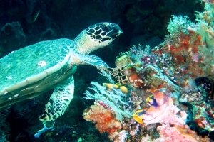 Eretmochelys imbricata