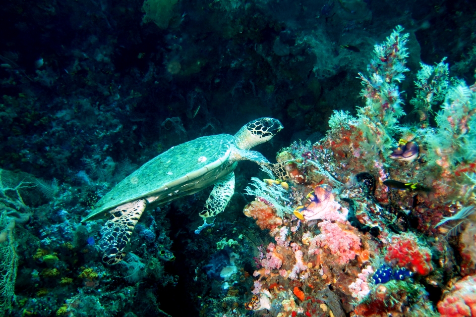 Eretmochelys imbricata