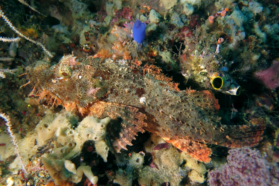 Scorpaenopsis oxycephala, Rhopalaea spp.