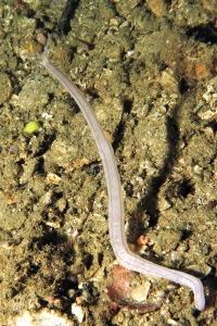 Synaptula lamperti