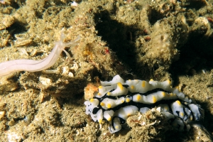 Phyllidia varicosa, Synaptula lamperti