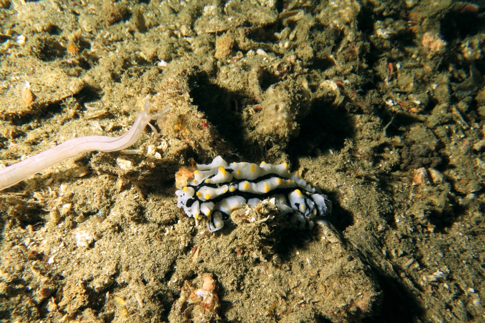 Phyllidia varicosa, Synaptula lamperti