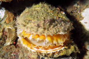 Spondylus nicobaricus