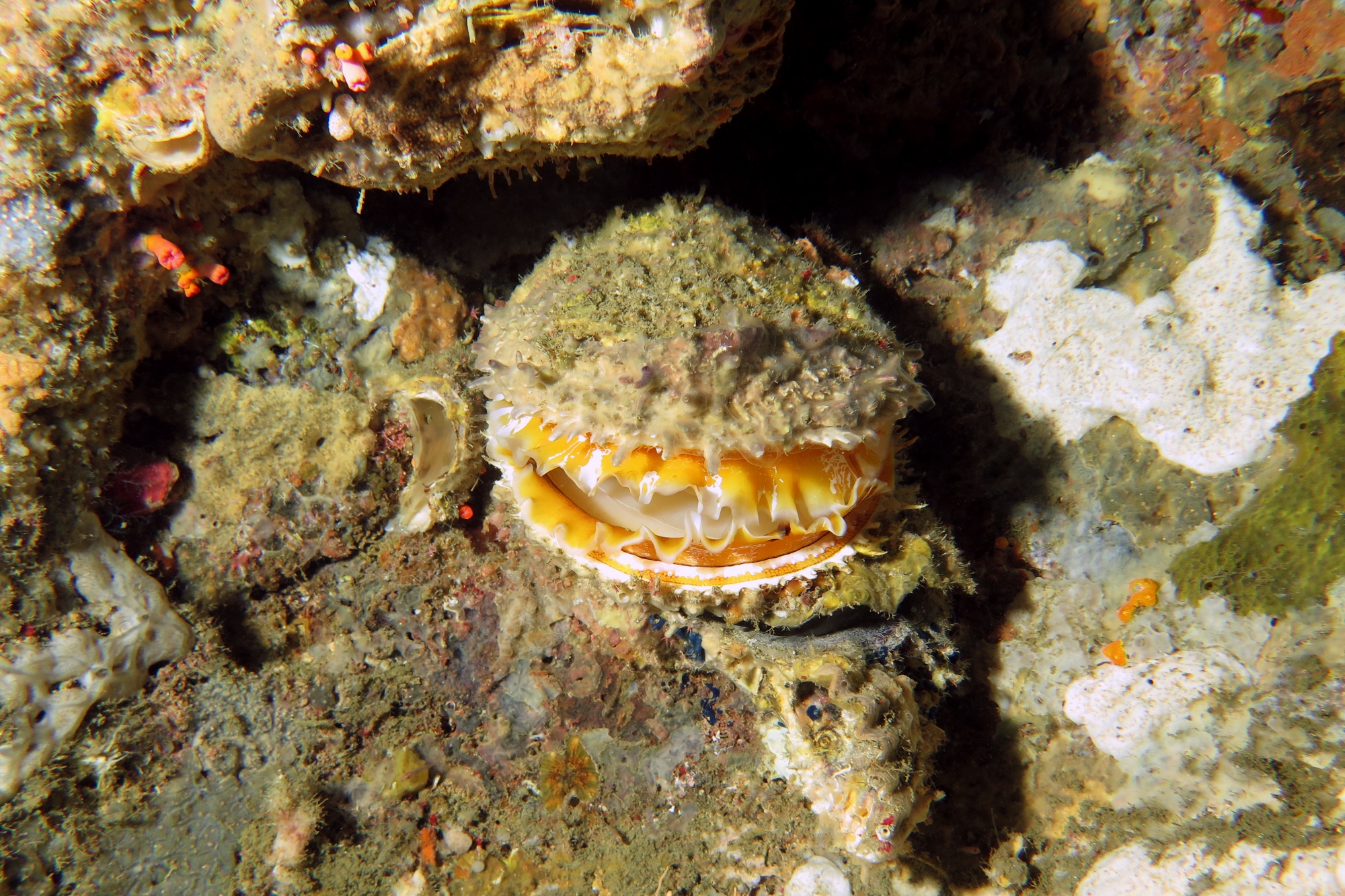 Spondylus nicobaricus