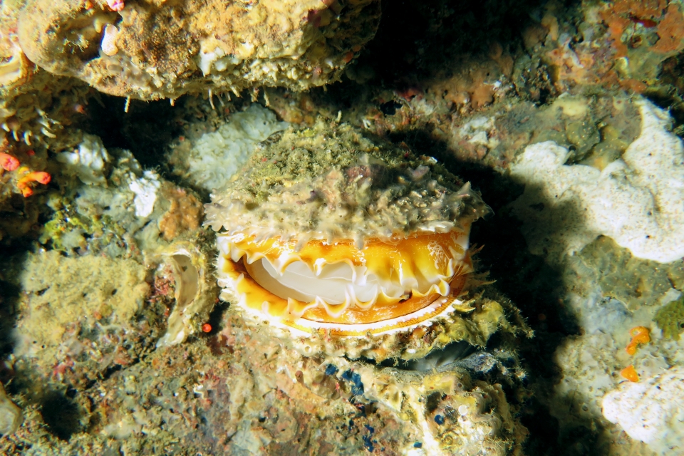 Spondylus nicobaricus