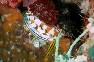 Spondylus varius, Neoglyphidodon nigroris