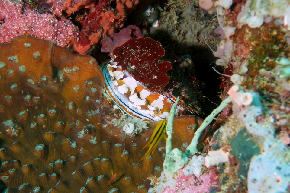 Spondylus varius, Neoglyphidodon nigroris