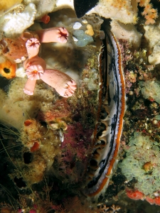 Spondylus varius, Perophora modificata, Cladopsammia gracilis