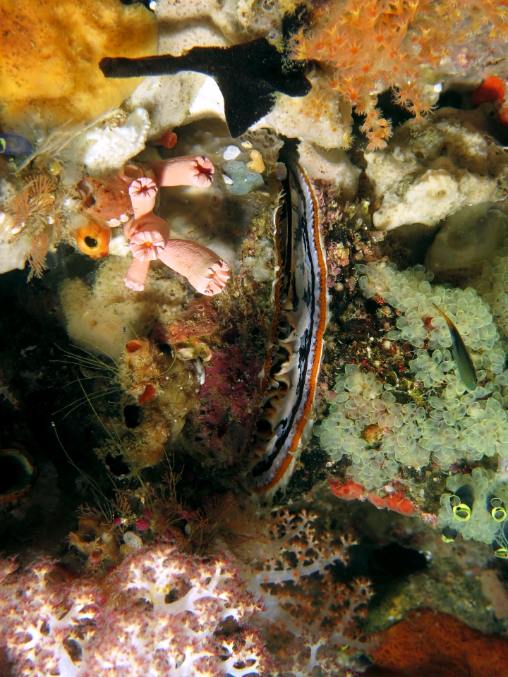 Spondylus varius, Perophora modificata, Cladopsammia gracilis