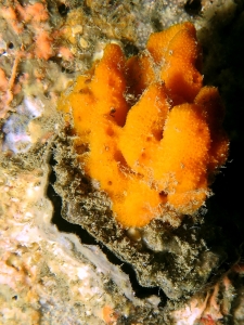 Pinctada margaritifera, type Monanchora quadrangulata