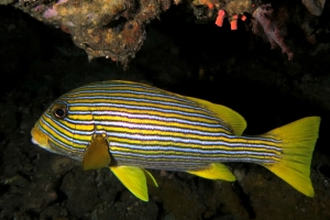 Plectorhinchus polytaenia