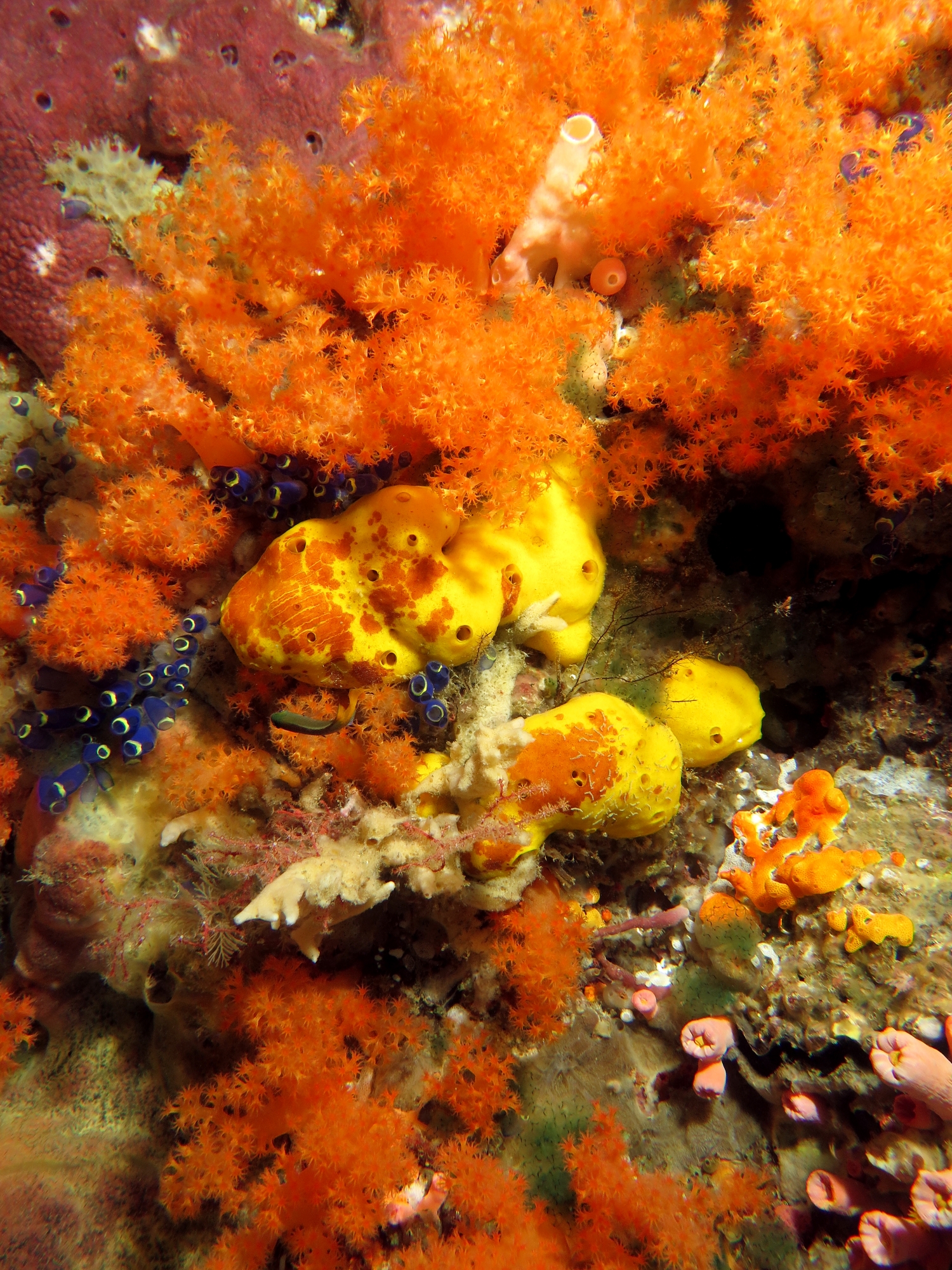 Leucetta sp., Scléronephthya sp., Clavelina robusta