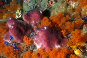 Theonella swinhoei, Clavelina robusta, Polycarpa aurata, Scléronephthya sp.