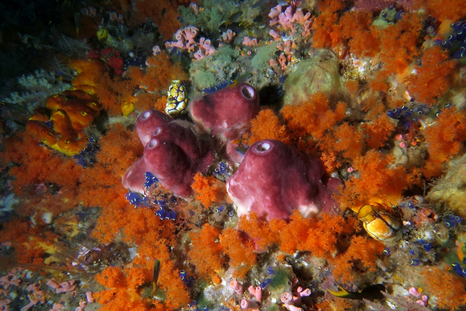 Theonella swinhoei, Clavelina robusta, Polycarpa aurata, Scléronephthya sp.