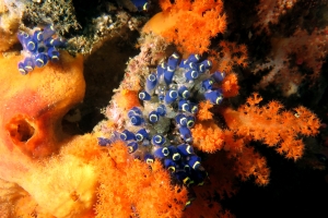 Clavelina robusta, Perophora modificata, Monanchora quadrangulata, Scléronephthya sp.