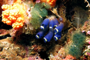 Clavelina robusta, Sigillina signifera, Scléronephthya sp.