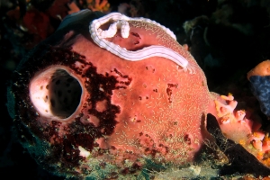 Theonella swinhoei, Synaptula lamperti, Polydorella prolifera