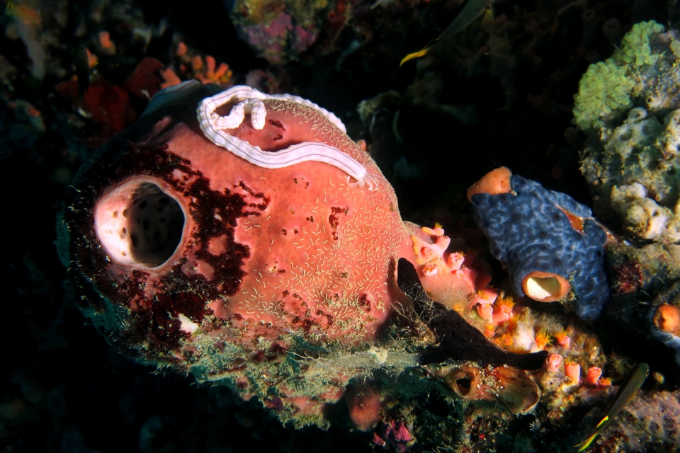 Theonella swinhoei, Synaptula lamperti, Polydorella prolifera