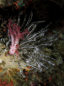 Comaster schlegelii, Dendronephthya sp.