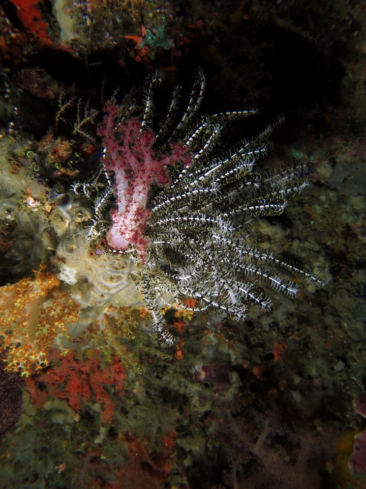 Comaster schlegelii, Dendronephthya sp.