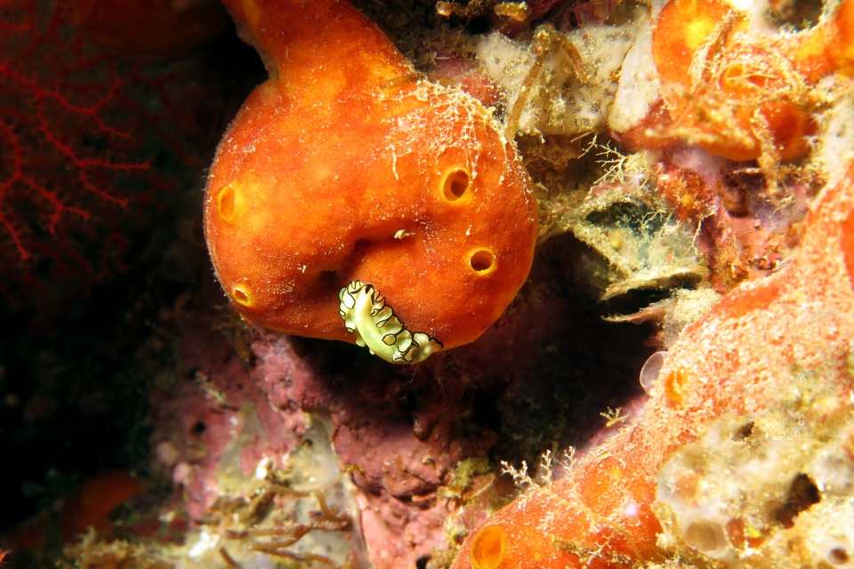 Euryleptidae sp. Leucetta sp.