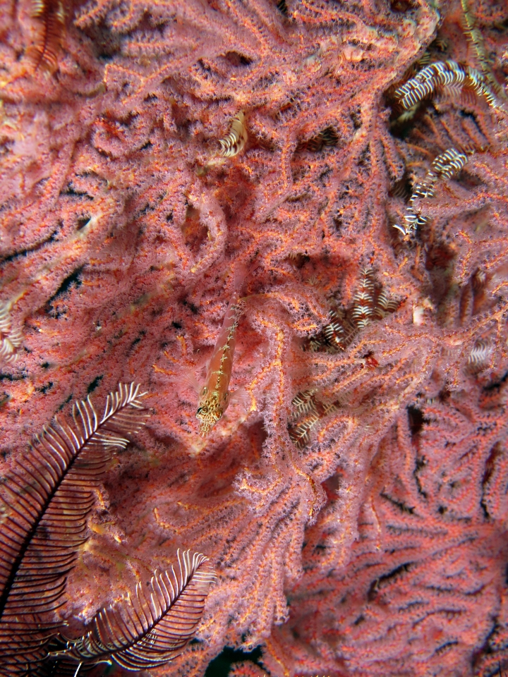 Cirrhitichthys aprinus, Muricella sp.