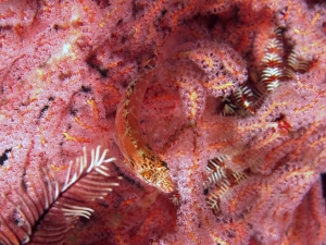 Cirrhitichthys aprinus, Muricella sp.