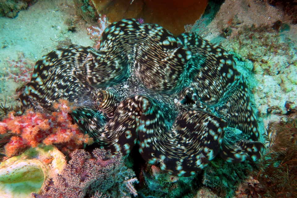 Tridacna crocea...