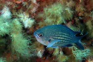 Chromis chromis