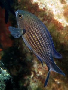 Chromis chromis