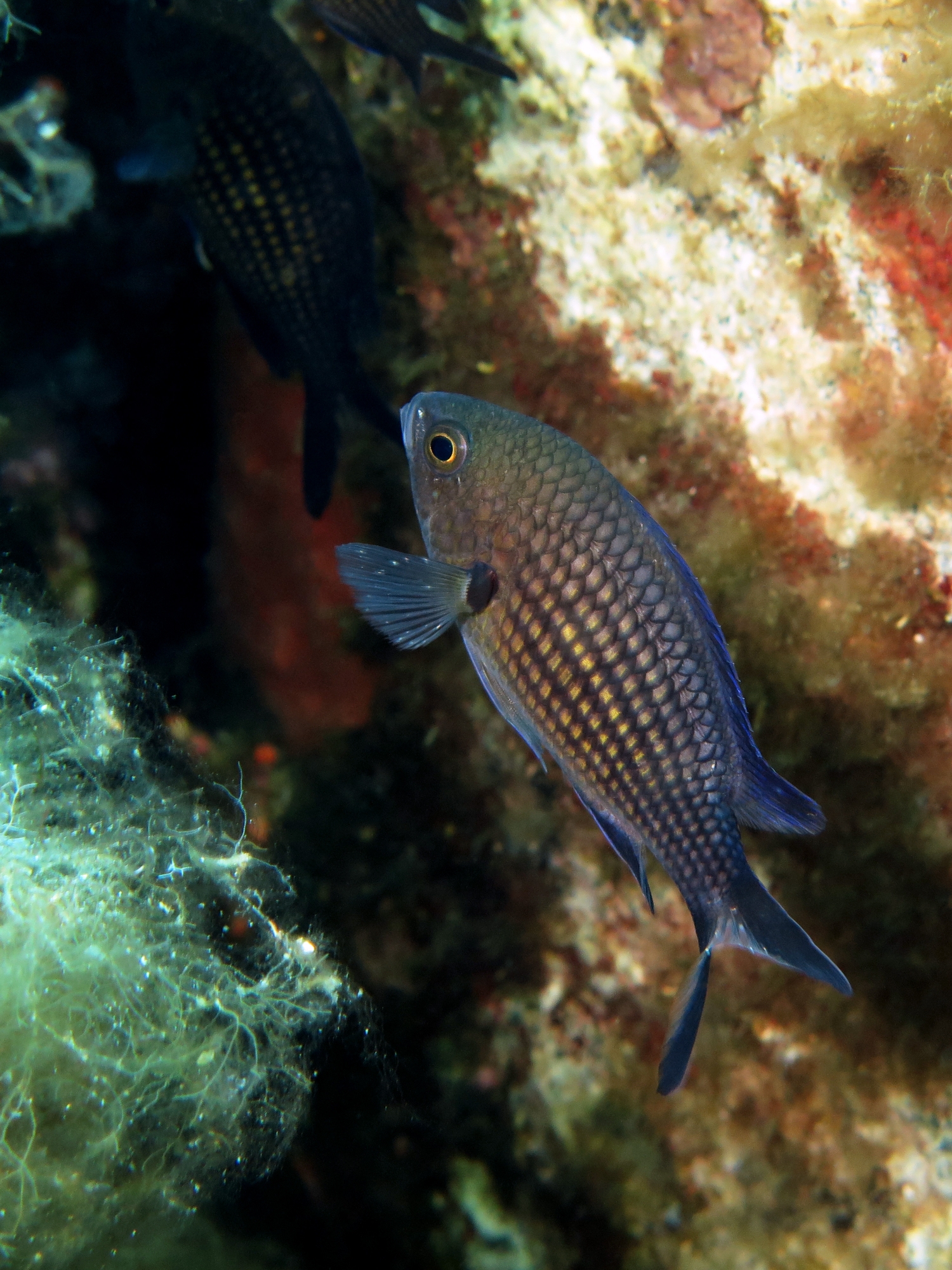 Chromis chromis