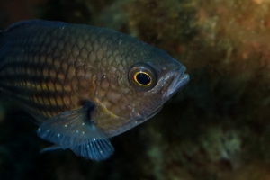 Chromis chromis