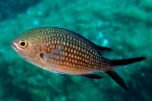 Chromis chromis