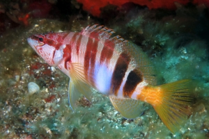 Serranus scriba