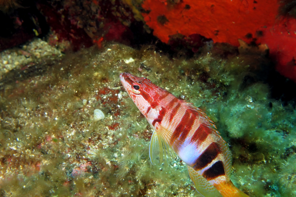 Serranus scriba