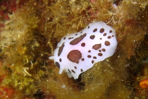 Peltodoris atromaculata