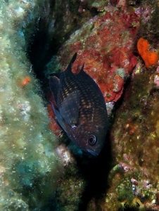 Chromis chromis