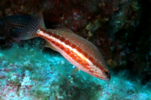 Serranus cabrilla