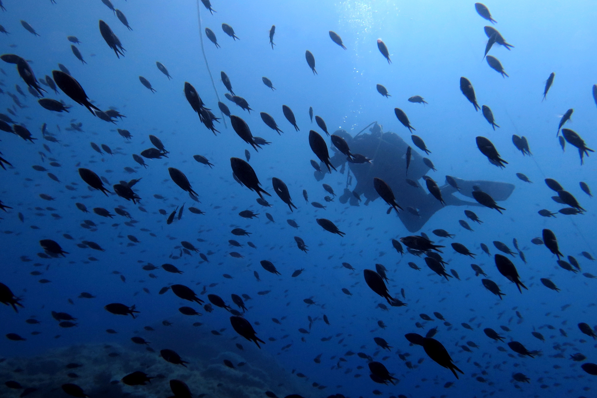 Chromis chromis