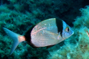 Diplodus vulgaris