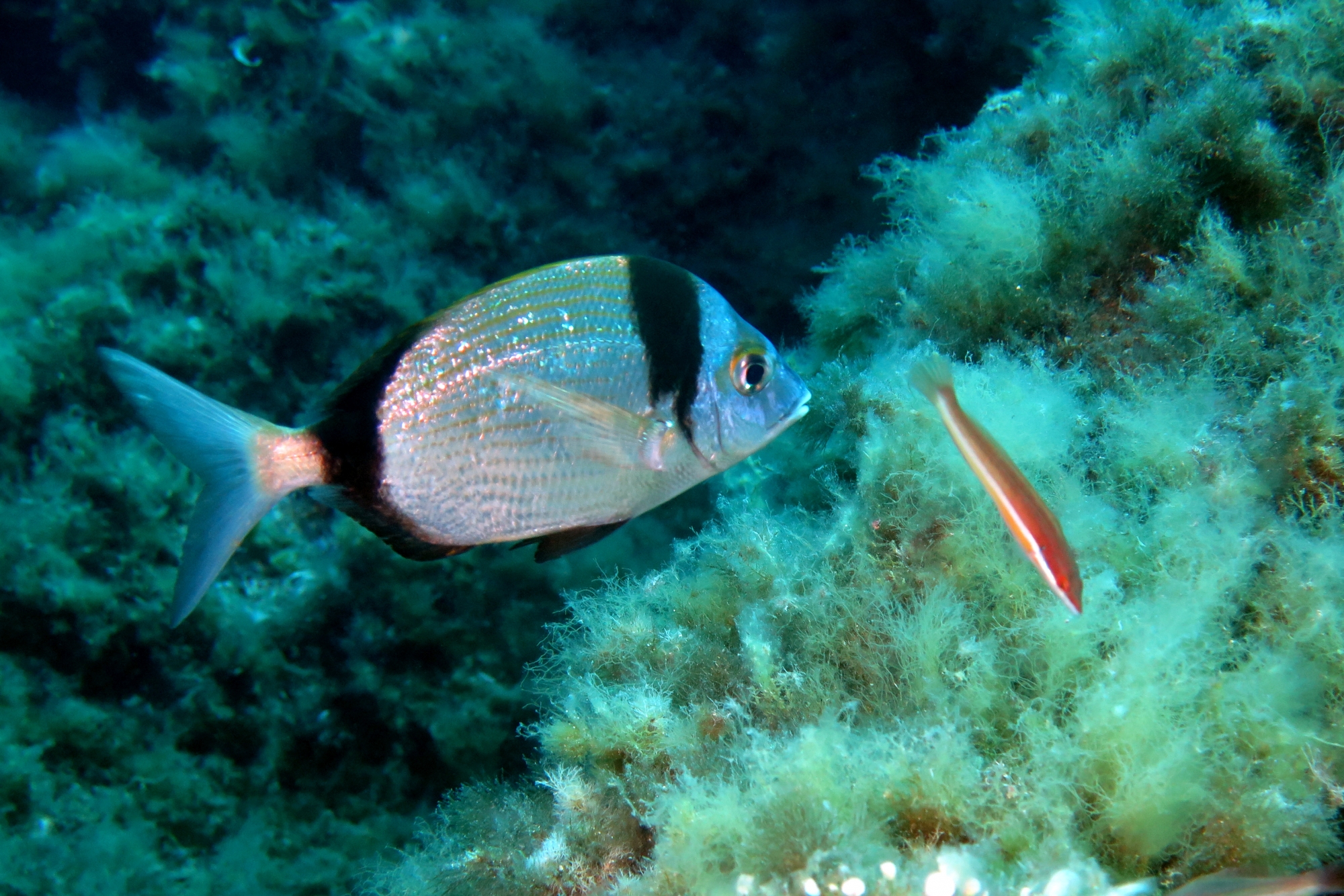 Diplodus vulgaris