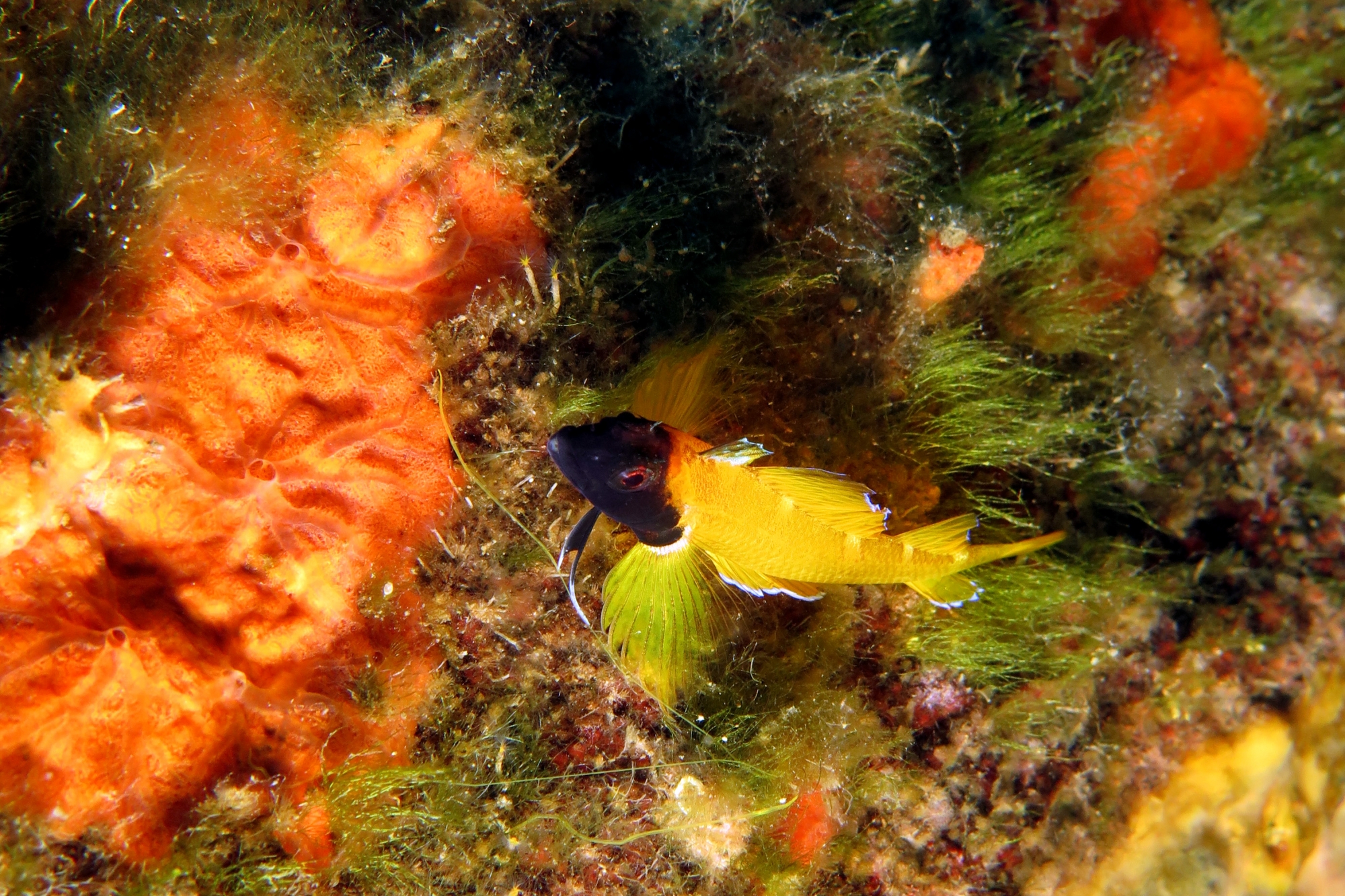 Tripterygion delaisi, Spirastrella cunctatrix ou Crambe crambe, Chaetomorpha aerea