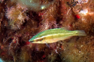 Symphodus ocellatus