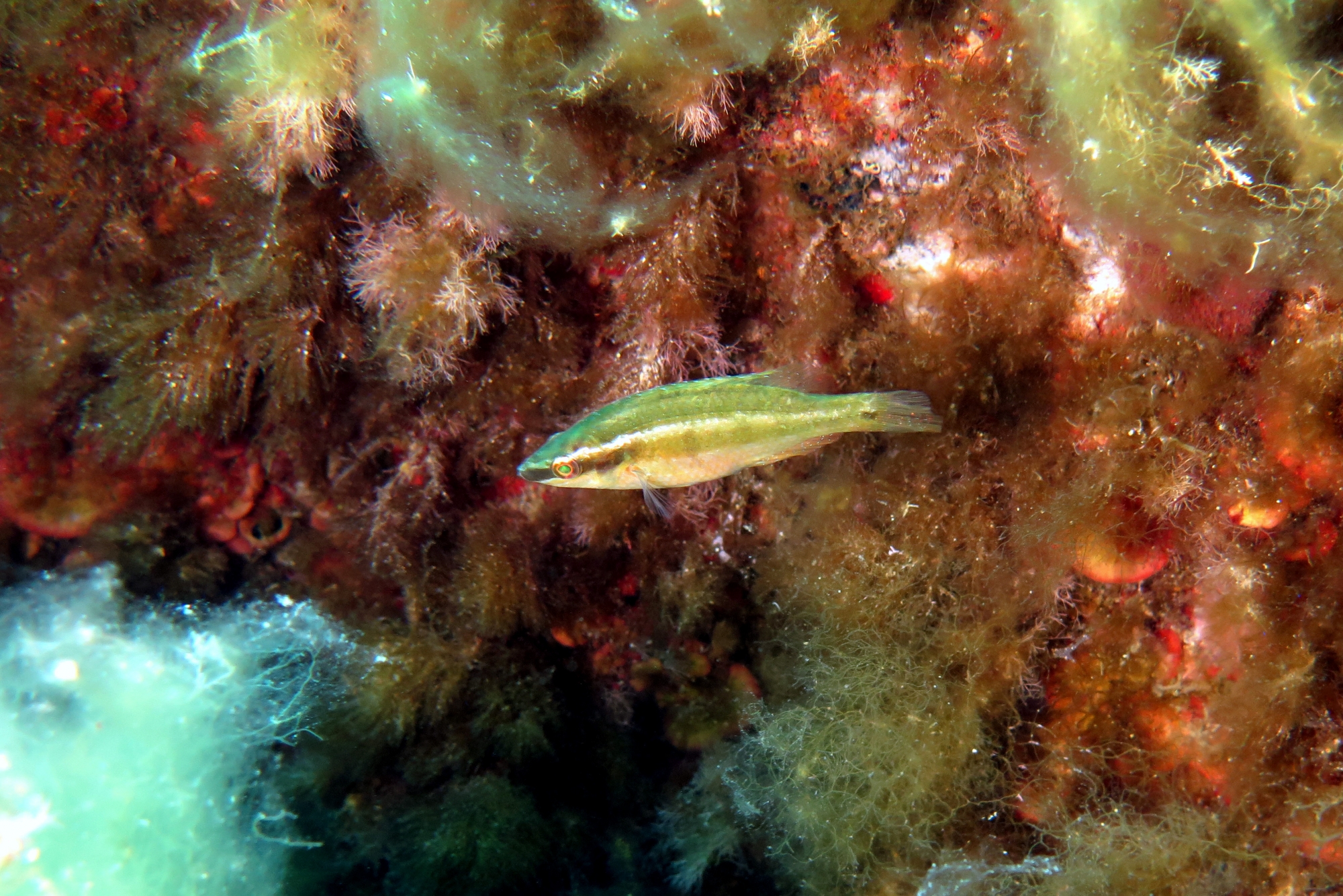 Symphodus ocellatus