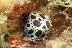 Peltodoris atromaculata